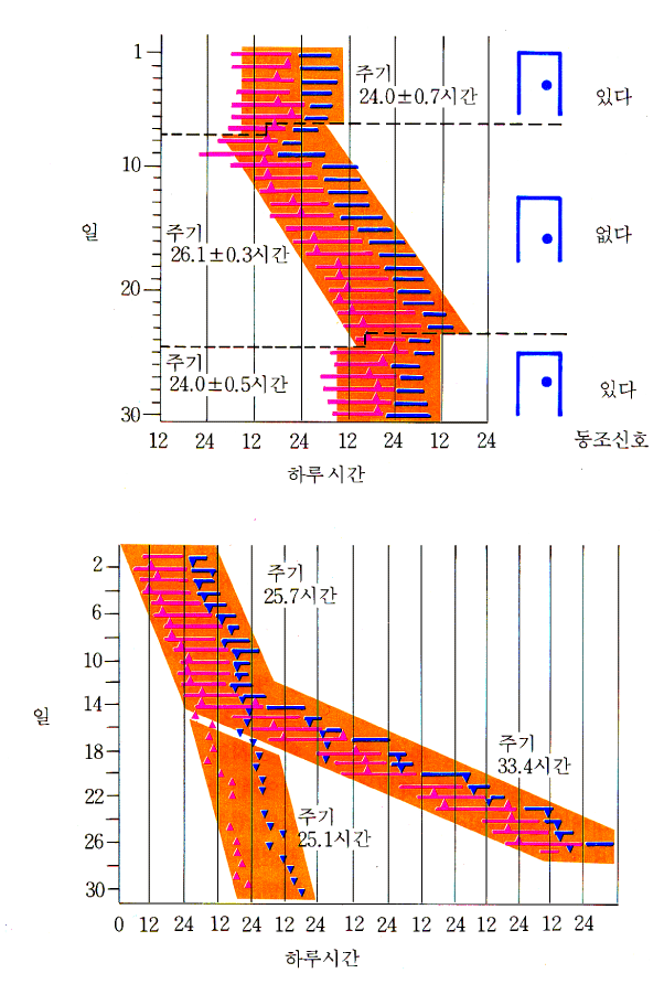 사람의 하루주기 실험 결과 그래프